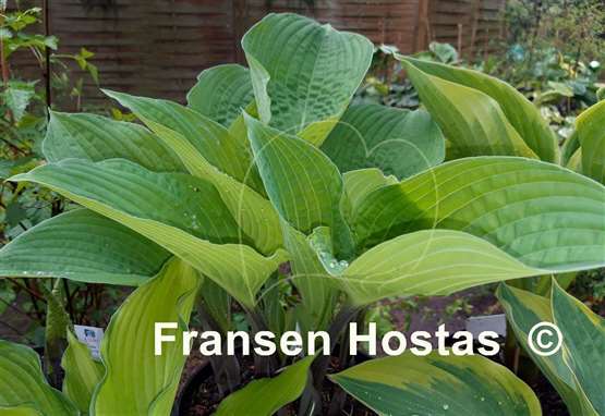 Hosta Grand Rapids